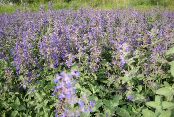 1629874309139035.jpg DV(W%A8FK[LV9}@9ZNVZNSA.jpg