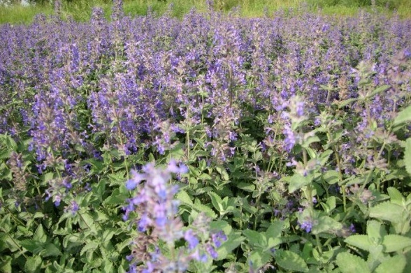 1629874383838706.jpg S~P$SC1NIJ`P883J2626T`5.jpg