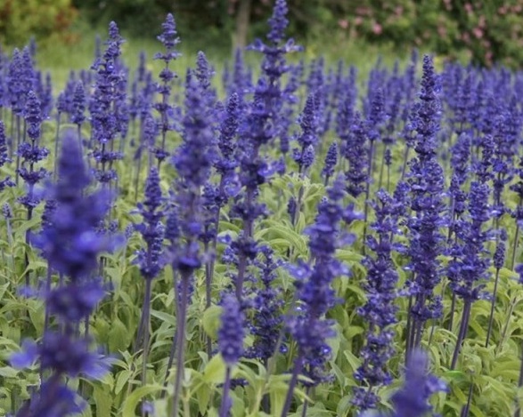 1629874647747432.jpg F9HDSR%H%[ZBLP4L4(HD[I7.jpg