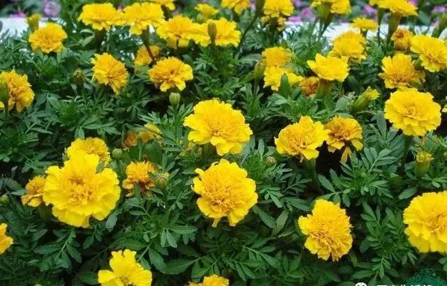 這種花居然叫做孔雀草,一直以為是太陽花呢,這次又長知識了!