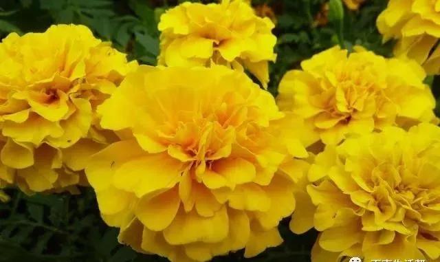 這種花居然叫做孔雀草,一直以為是太陽花呢,這次又長知識了!