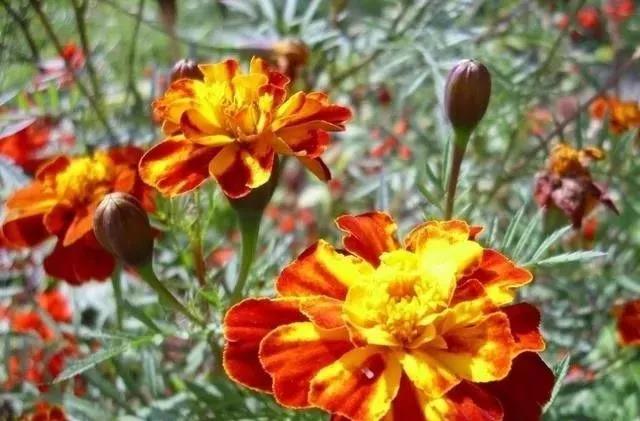 這種花居然叫做孔雀草,一直以為是太陽花呢,這次又長知識了!