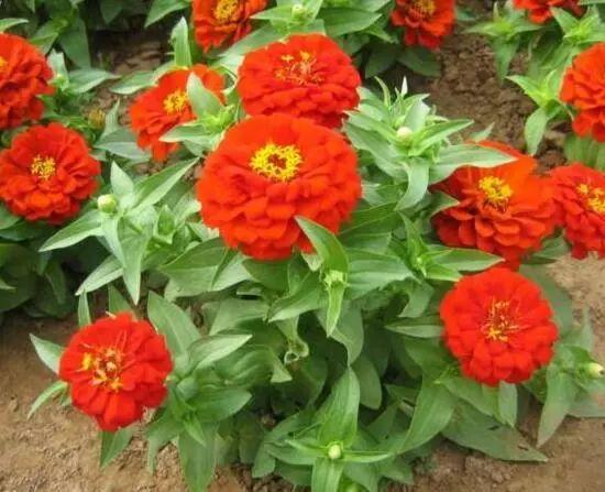 百日草生長期養(yǎng)護(hù)要點(diǎn),百日草一年四季的養(yǎng)護(hù)方法