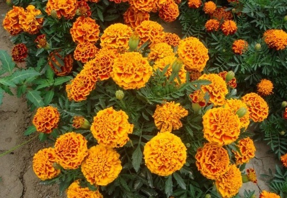 1629875758522480.jpg T9OHG9(E)7BH4MT93$S6UM5.jpg