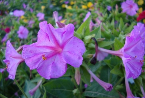 1629876883677934.jpg R6`@0@AARLFYYMR0MC0INEL.jpg