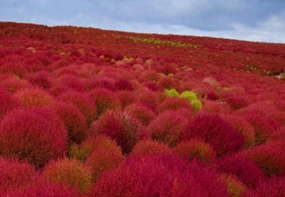 1629877044740277.jpg S768Q0OR`X$R8I7W%(E6WR5.jpg