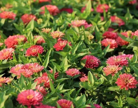 百日草生長期養護要點,百日草一年四季的養護方法