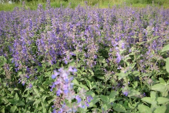 1629877892194177.jpg 3X62`2J3_)3~X9HDC1AJQVW.jpg