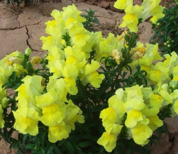 1629878402555691.jpg UJ}ZAQF4Z47N$Z8`BS`@JCL.jpg