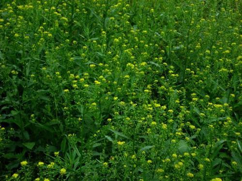 耐堿性牧草草種推薦---草木犀,種植方法是什么