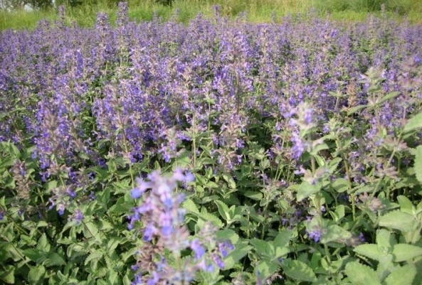 1629878568385731.jpg AE1KPD_47{7J6EKTJD@MIKC.jpg