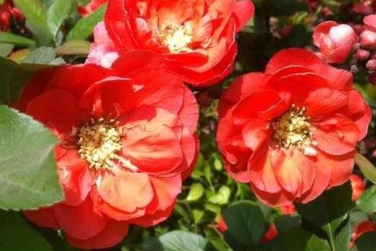 1629880374995659.jpg image.jpg