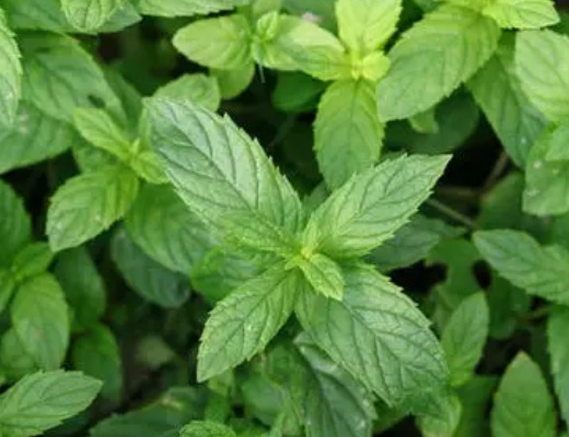 1629880489344746.jpg image.jpg