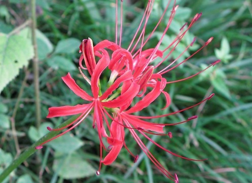 1629881019546273.jpg image.jpg