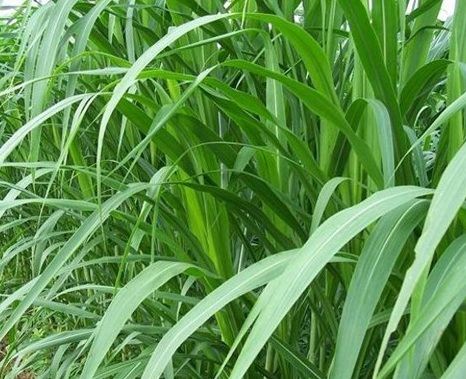 1629881223785340.jpg image.jpg