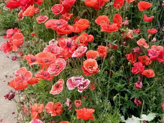 1629881304798686.jpg image.jpg