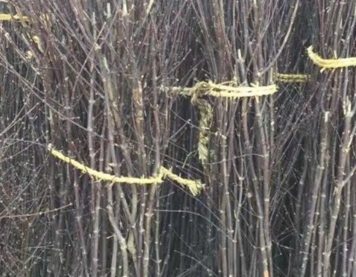 1629881403462045.jpg image.jpg