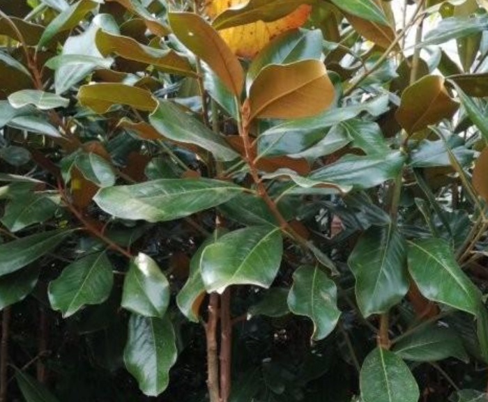 1629881612724893.jpg image.jpg