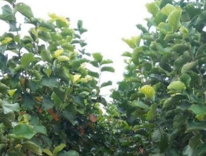 1629881839103620.jpg image.jpg