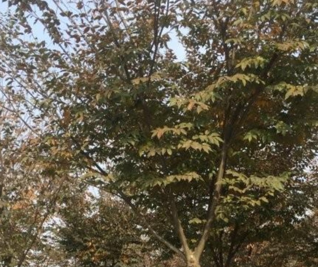 1629881947642070.jpg image.jpg