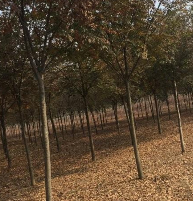 1629881966119758.jpg image.jpg