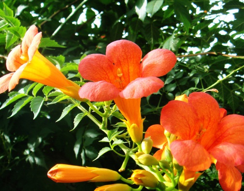 1629882125197585.jpg image.jpg