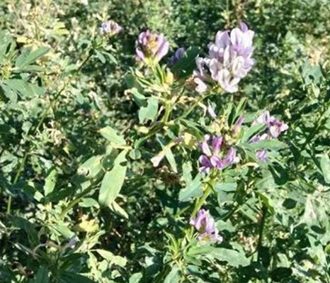 1629882556364255.jpg image.jpg