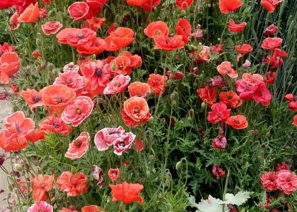 1629883352217400.jpg image.jpg