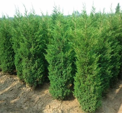 1629888520545832.jpg 1629888520545832.jpg