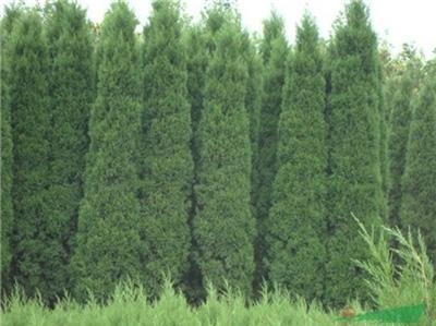 1629888539796392.jpg 1629888539796392.jpg