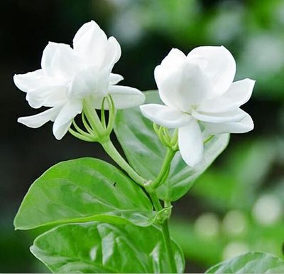 1629891783110105.jpg 1629891783110105.jpg