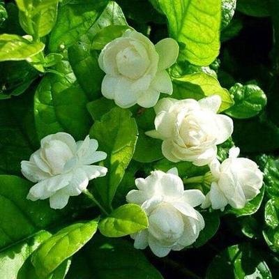 1629891805826010.jpg 1629891805826010.jpg