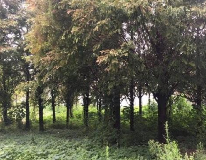 1629897847805908.jpg image.jpg