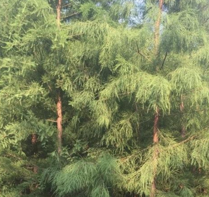 1629897877705839.jpg image.jpg