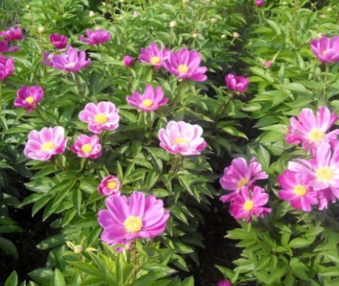 1629898140876114.jpg image.jpg