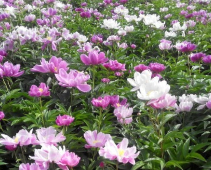 1629898175778616.jpg image.jpg