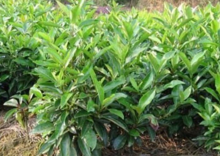 1629898299995256.jpg image.jpg