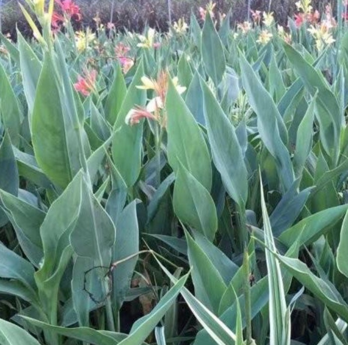 1629898866512843.jpg image.jpg