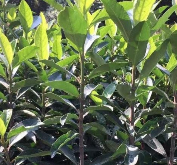 1629899148376326.jpg image.jpg