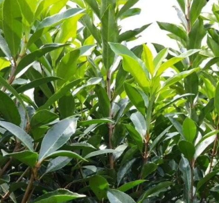 1629899159600776.jpg image.jpg