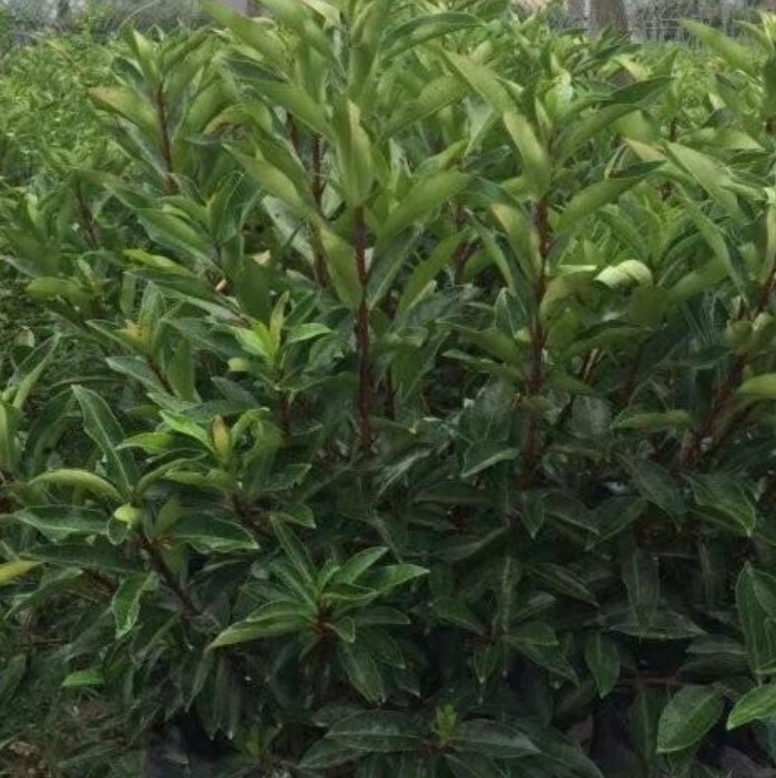 1629899176968359.jpg image.jpg