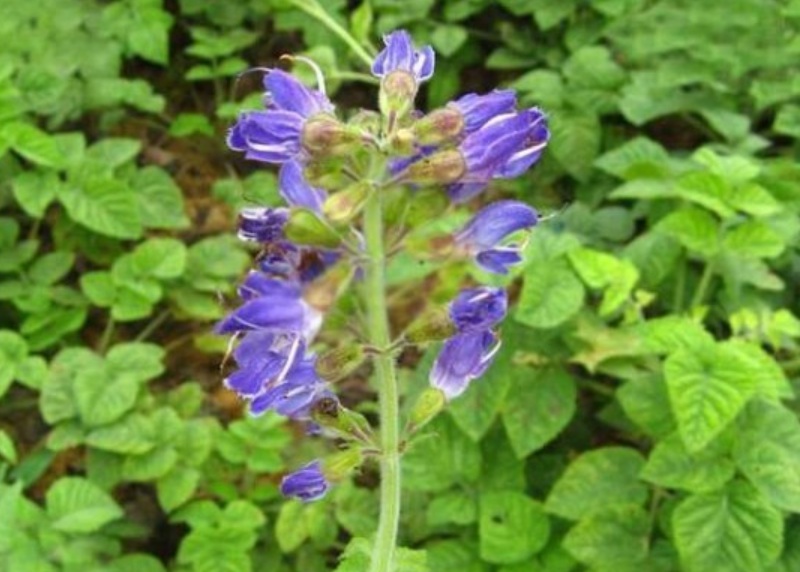 1629900987708691.jpg image.jpg