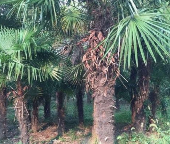 1629902130889163.jpg image.jpg