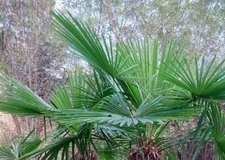 1629902147861122.jpg image.jpg