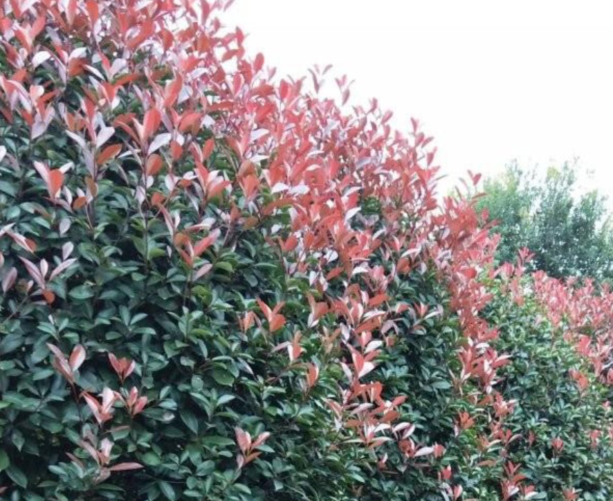 1629902443290500.jpg image.jpg