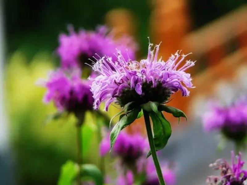 夏日清新香草—薄荷 藥用價值高