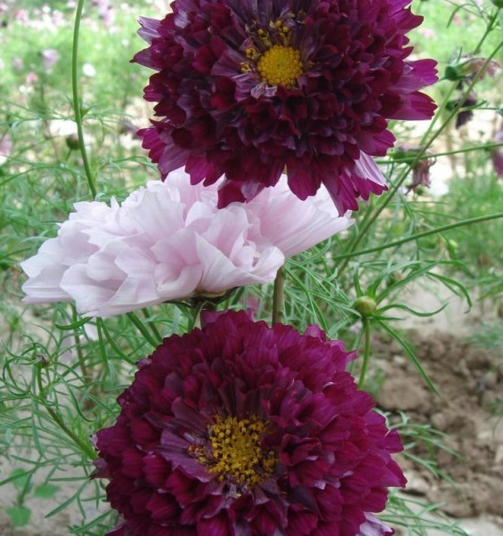 1629949117714120.jpg 4$7$R$ZEWFJB_7}PUY(L%[D.jpg