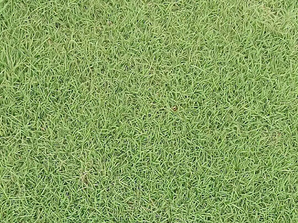 天堂草草坪圖片