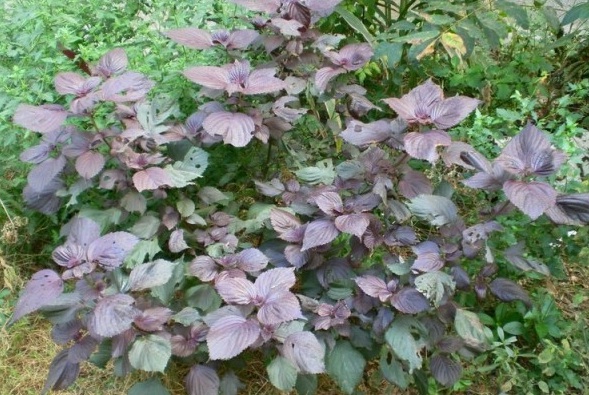 1629958842890704.jpg R7R@`NC0N~ABI_ZCHLK$O03.jpg