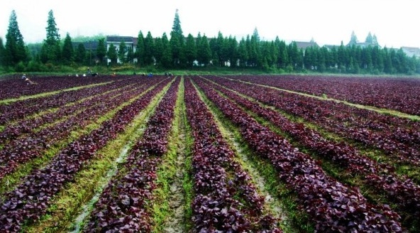 1629958866802579.jpg 2V~UAEG{W55Y{82D$0~E@UP.jpg